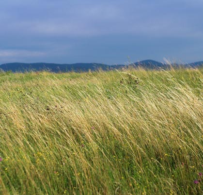 Wheat harvest